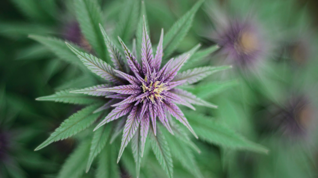 image of cannabis plant