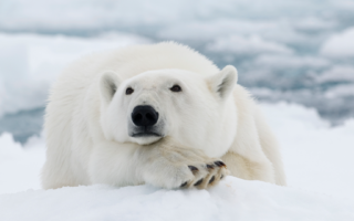 Image of a polar bear lying down