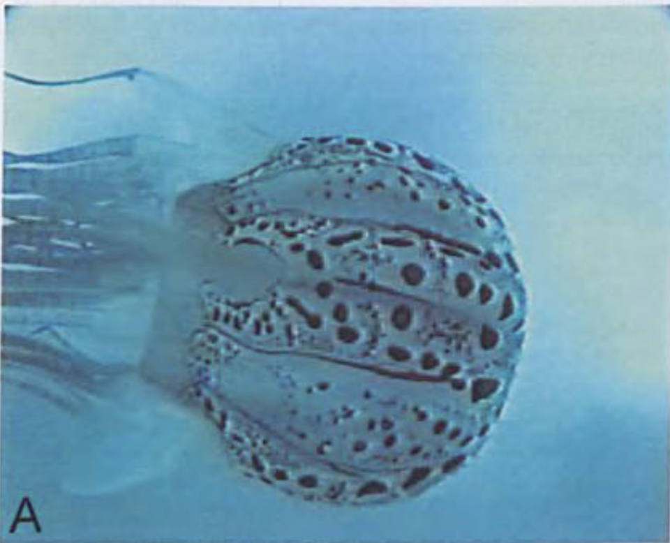 Image of Chirodectes maculatus from 1997