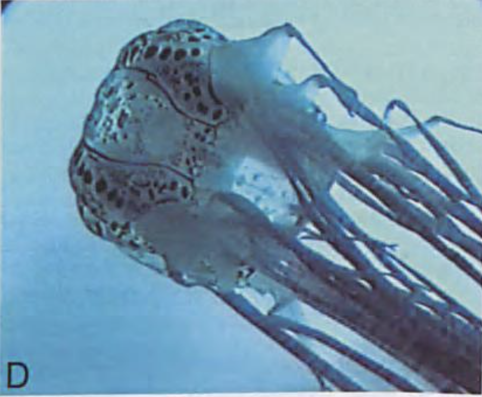Image of Chirodectes maculatus from 1997