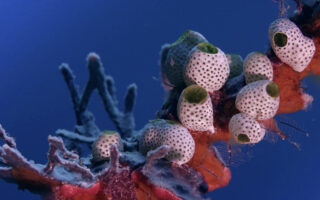 Image of a colony of green sea squirts also known as Atriolum robustum