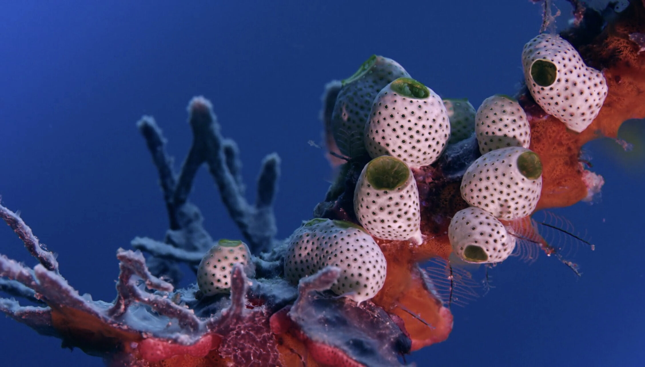 Image of a colony of green sea squirts also known as Atriolum robustum