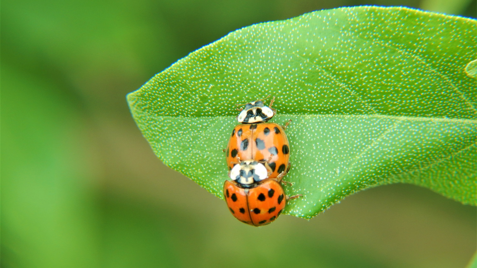 Image of Asian lady beetles