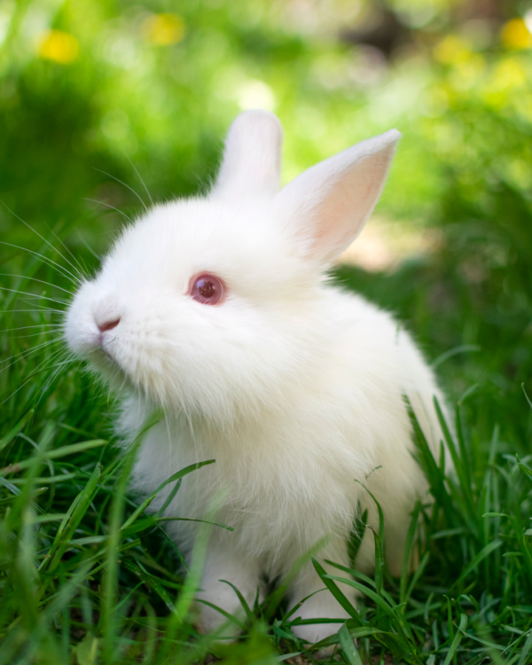 Chinese New Year | Year of the Rabbit – Naturalist's Guide