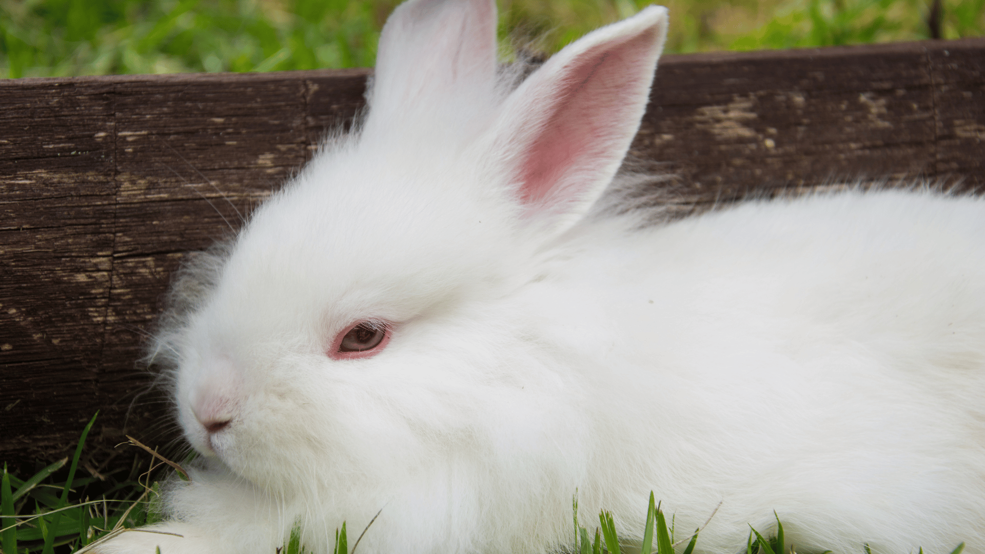 image of fluffy white rabbit with red eyes