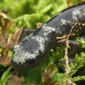 Marbled salamander