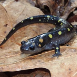 Spotted salamander