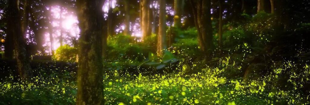 Lightning bugs in a forest