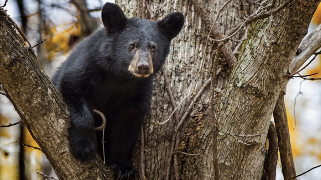 Black bear cub in a tree