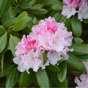 Rosebay rhododendron can be found in the Smoky Mountains