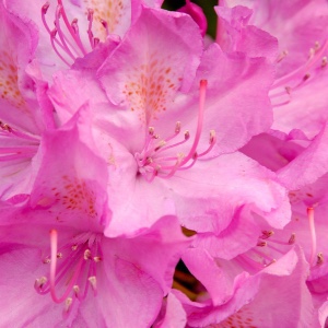 Catawba rhododendron