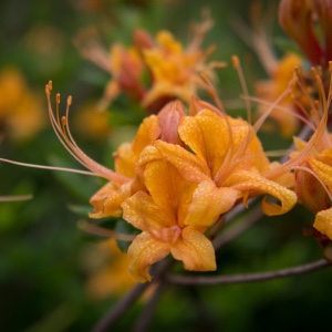 Flame azalea