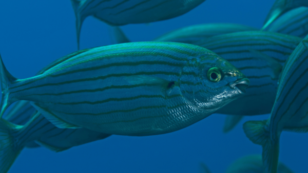 Sarpa salpa is also known as sea bream, salema porgy, and dreamfish.