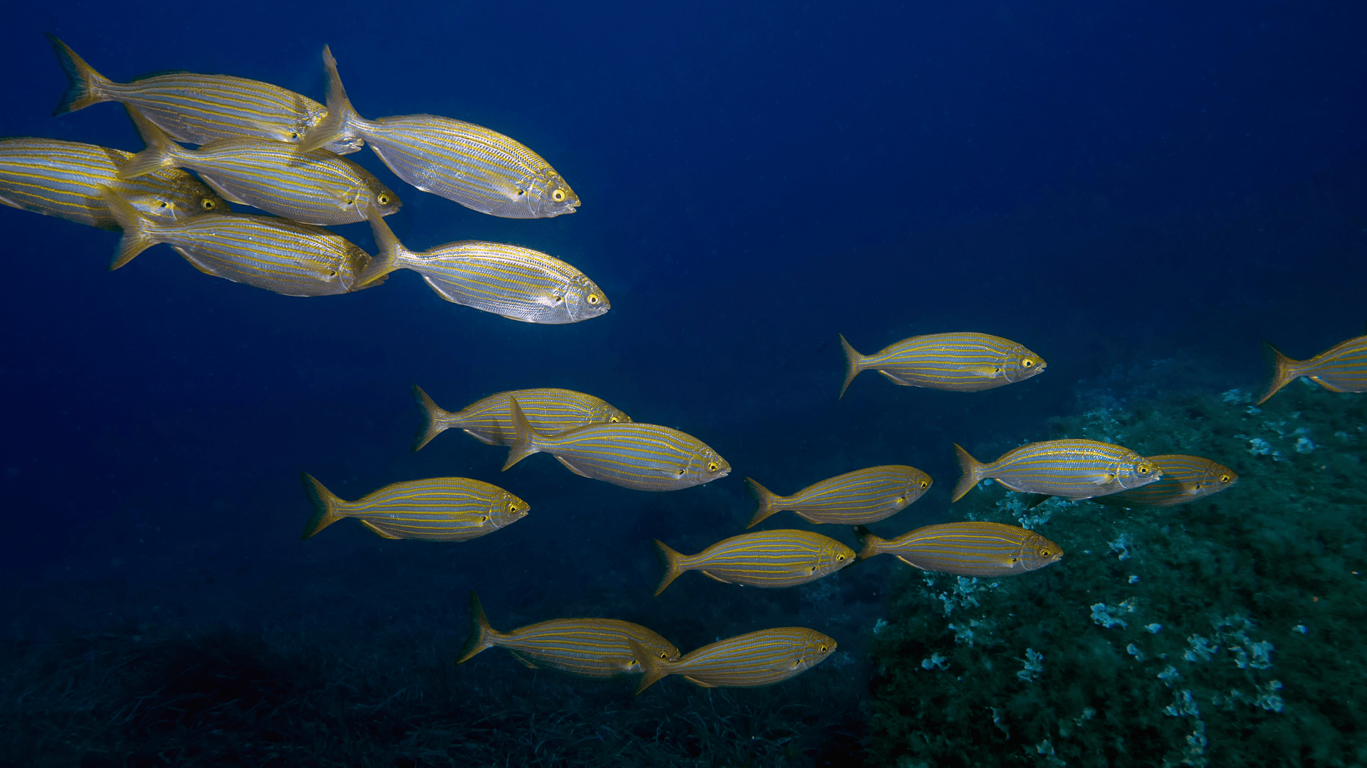 Sarpa salpa is also known as sea bream, salema porgy, and dreamfish.