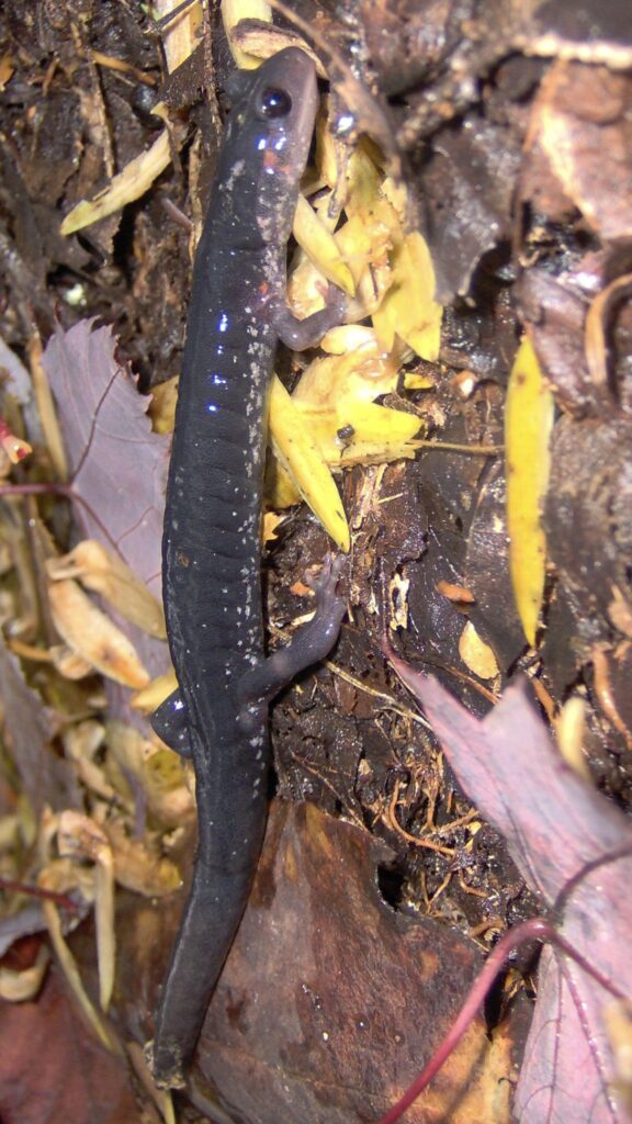 Jordan’s salamander is a gray color with red, orange, or yellow patches on the side of the head.