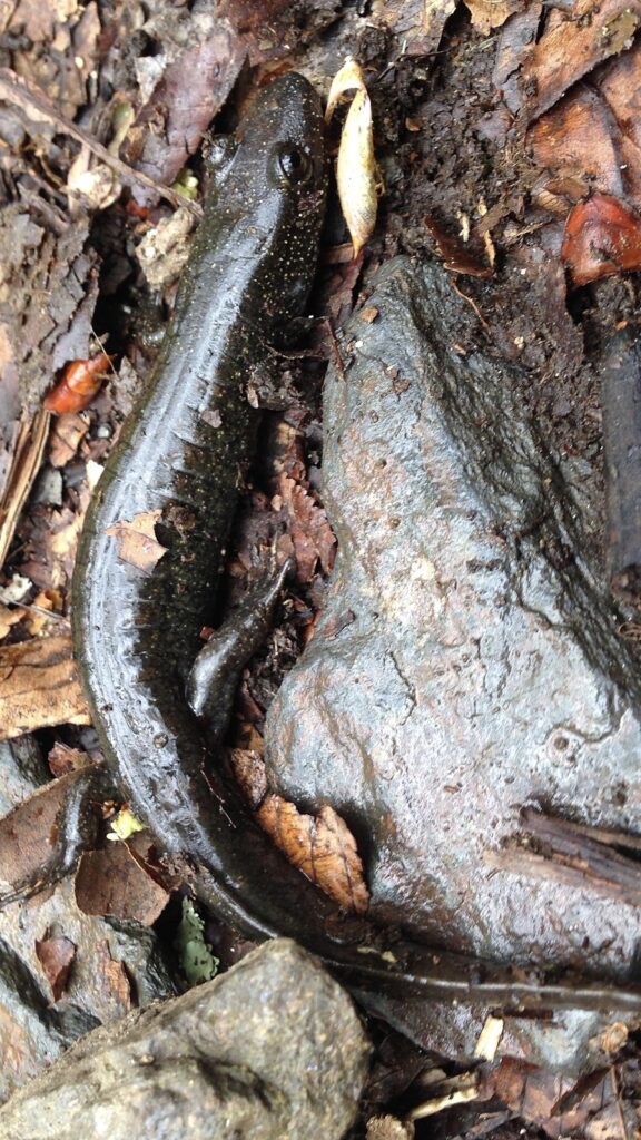 Blackbelly salamander is a dark brown or black with two rows of small pale spots along each side of the back. The belly is usually black but may have pale flecks in young individuals.