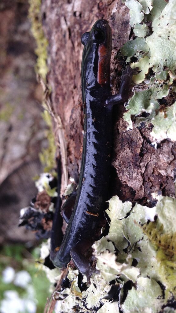 Red-cheeked salamander, also a Jordan’s salamander, is a solid gray color with red, orange, or yellow patches on the side of the head.