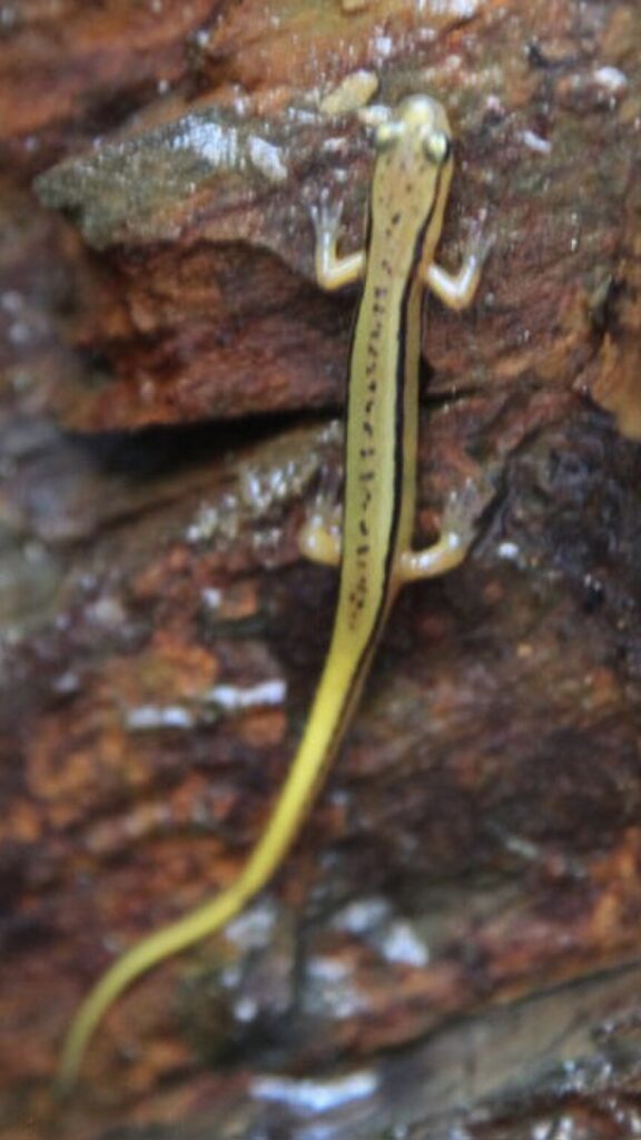 Blue Ridge two-lined salamander is bright yellow, yellow-orange, or orange. There are two black lines along the back with dots or blotches.