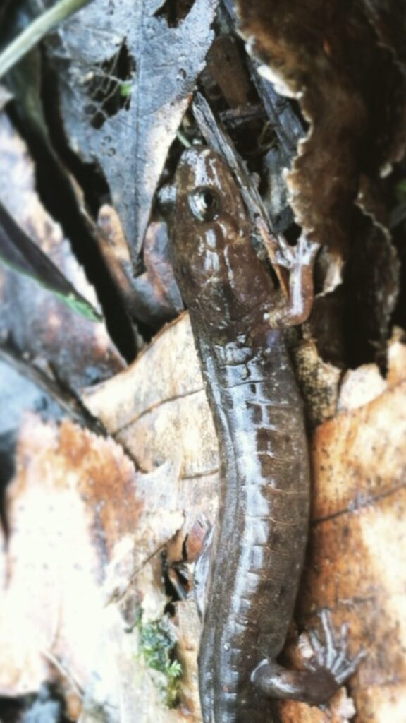 Imitator salamander is dark brown or blackish, sometimes with a pale intermittent stripe down its back and a pale line joining eye to jaw. It often has red or orange cheek patches mimicking the red-cheeked salamander.