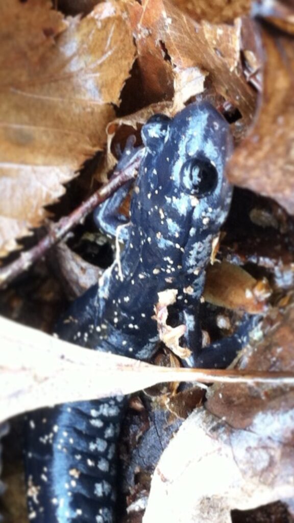 Slimy salamander is a blackish-blue color with scattered silvery-white or gold spots all over their body.