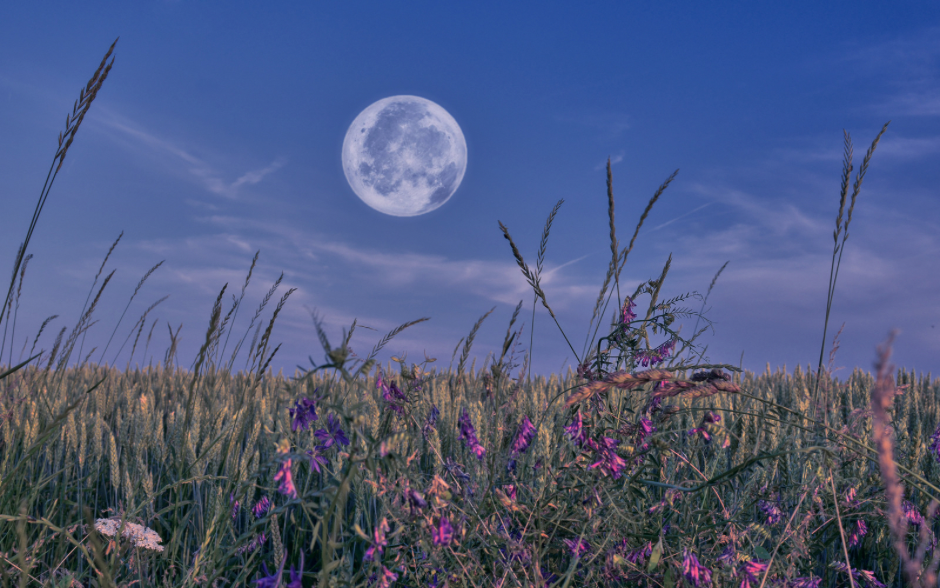 The Pink Moon of April rising over a field of wild grass and flowers during twilight.