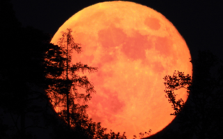 Vivid Orange Moon rising behind silhouetted trees.