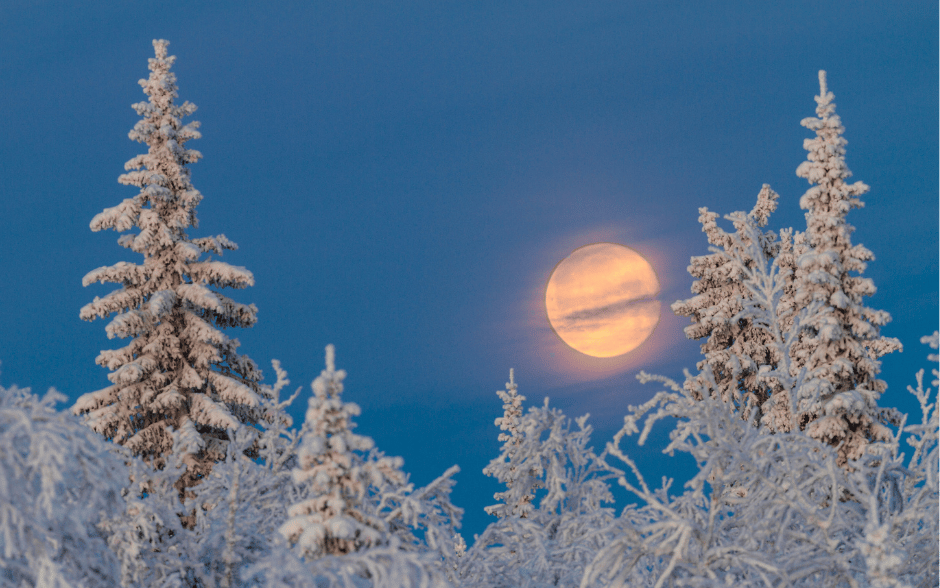 Full Cold Moon framed by frost-covered trees on a clear winter night.