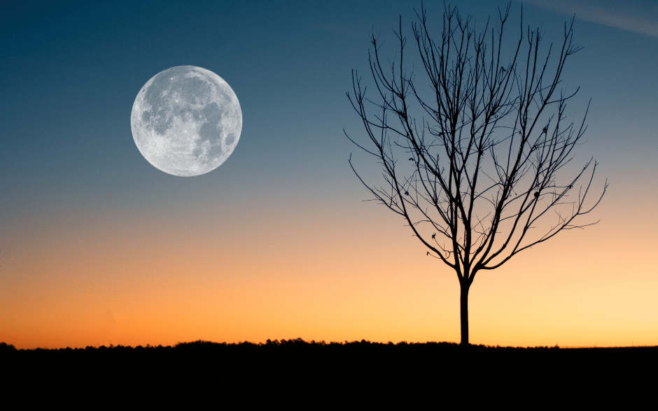 Moon rising behind a leafless tree at twilight