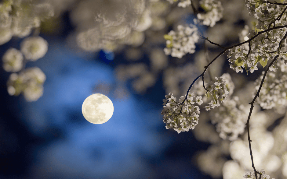 The Flower Moon of May, surrounded by the soft springtime blooms of night-blooming flowers.