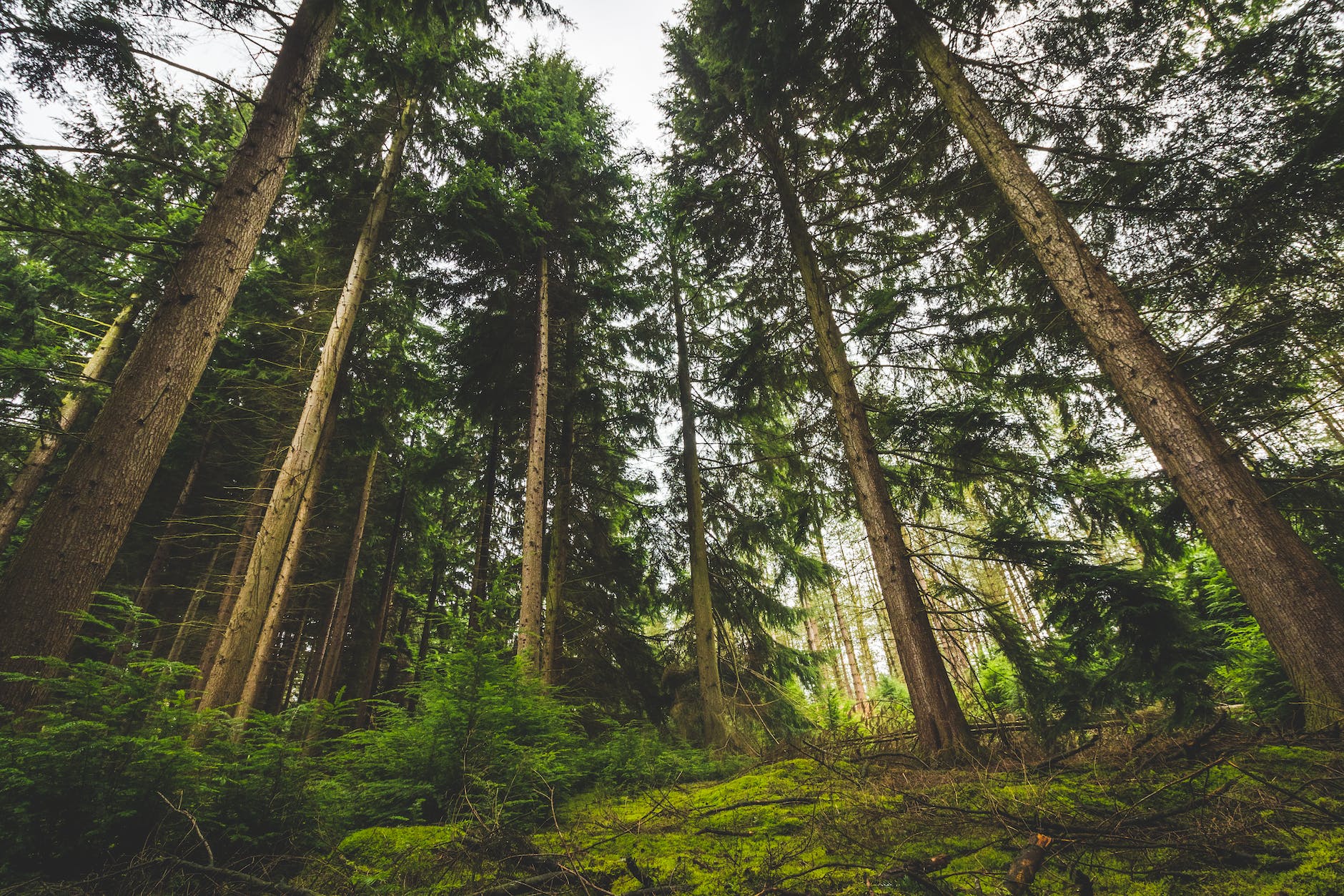 low angle view of trees on forest