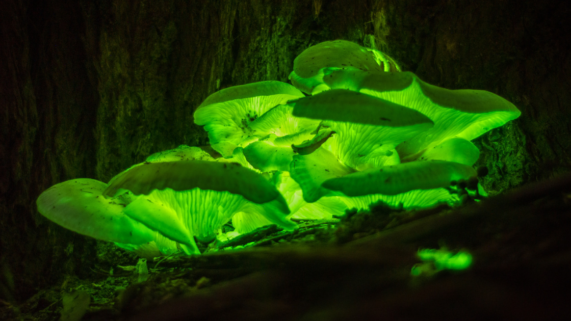 Bioluminescent ghost mushrooms glowing in the dark, nestled on a forest tree trunk.