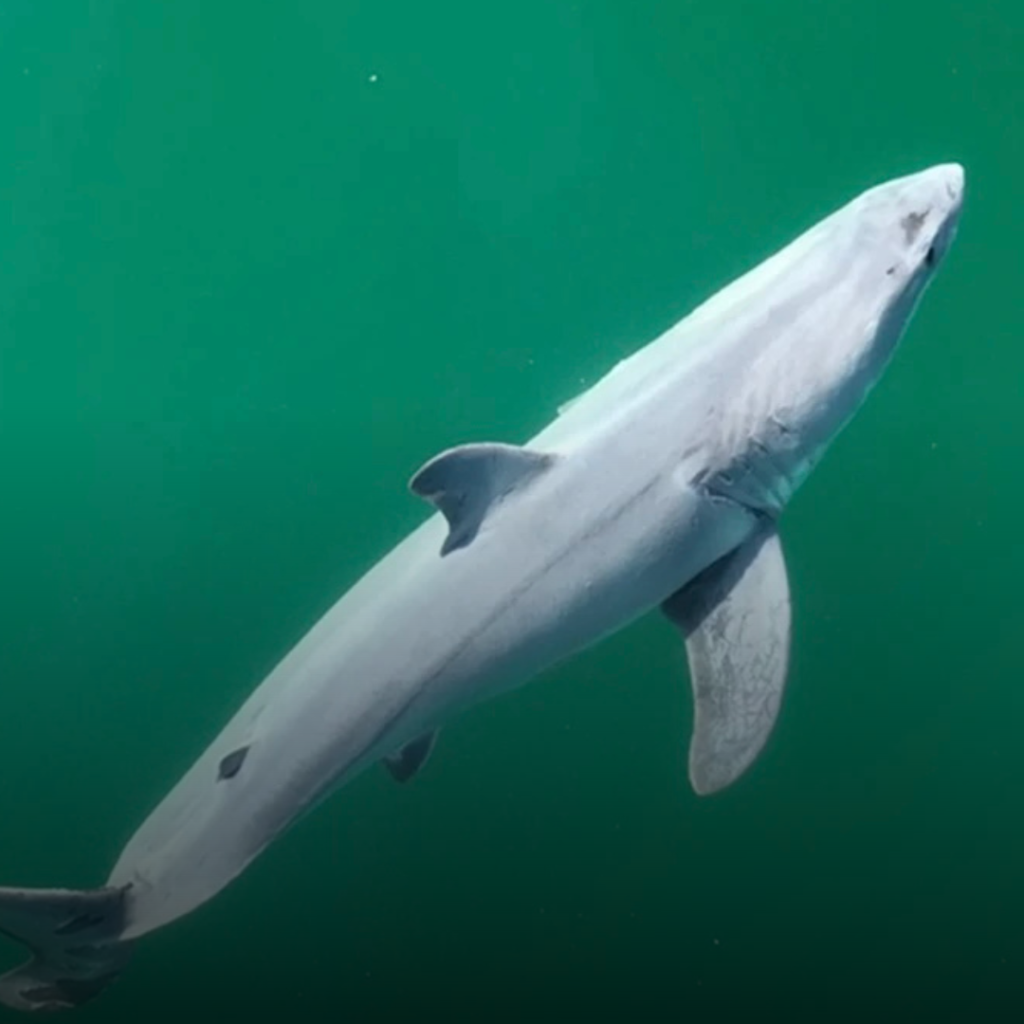 Juvenile great white shark swimming in green ocean waters