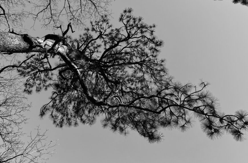 Black and white photo of the oldest longleaf pine's branches against the sky in Southern Pines.
