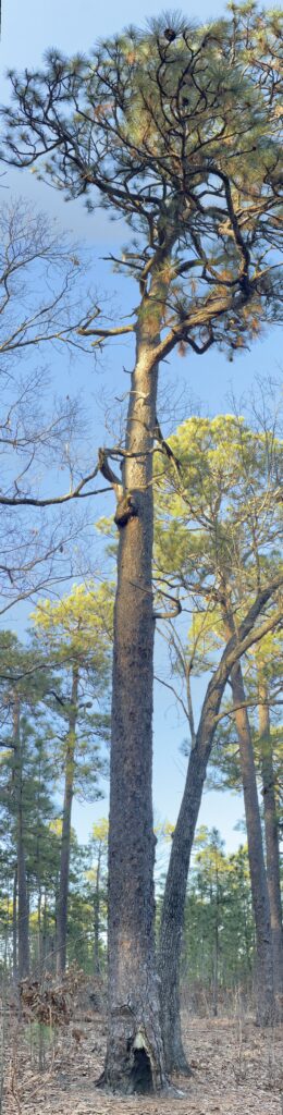 Towering oldest known longleaf pine stands amid a forest of pine trees under a clear blue sky.