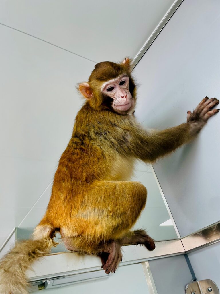 Image of a rhesus monkey