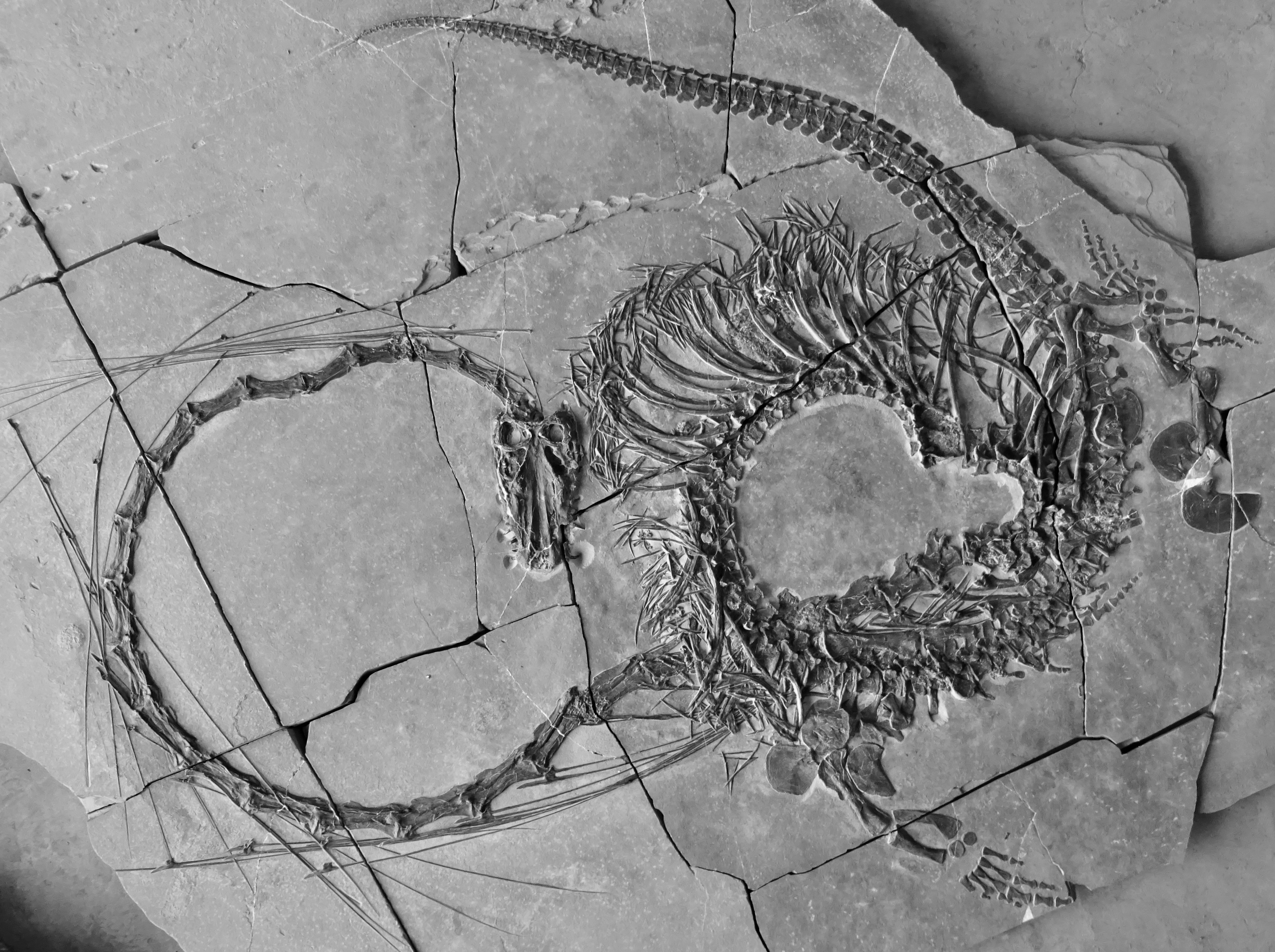 Paleontologists Have Found A 240-million-year-old ‘Chinese Dragon’