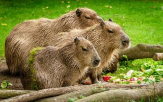 capybara-group-eat-meadow-160583.jpeg