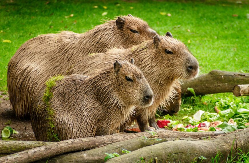 capybara-group-eat-meadow-160583.jpeg
