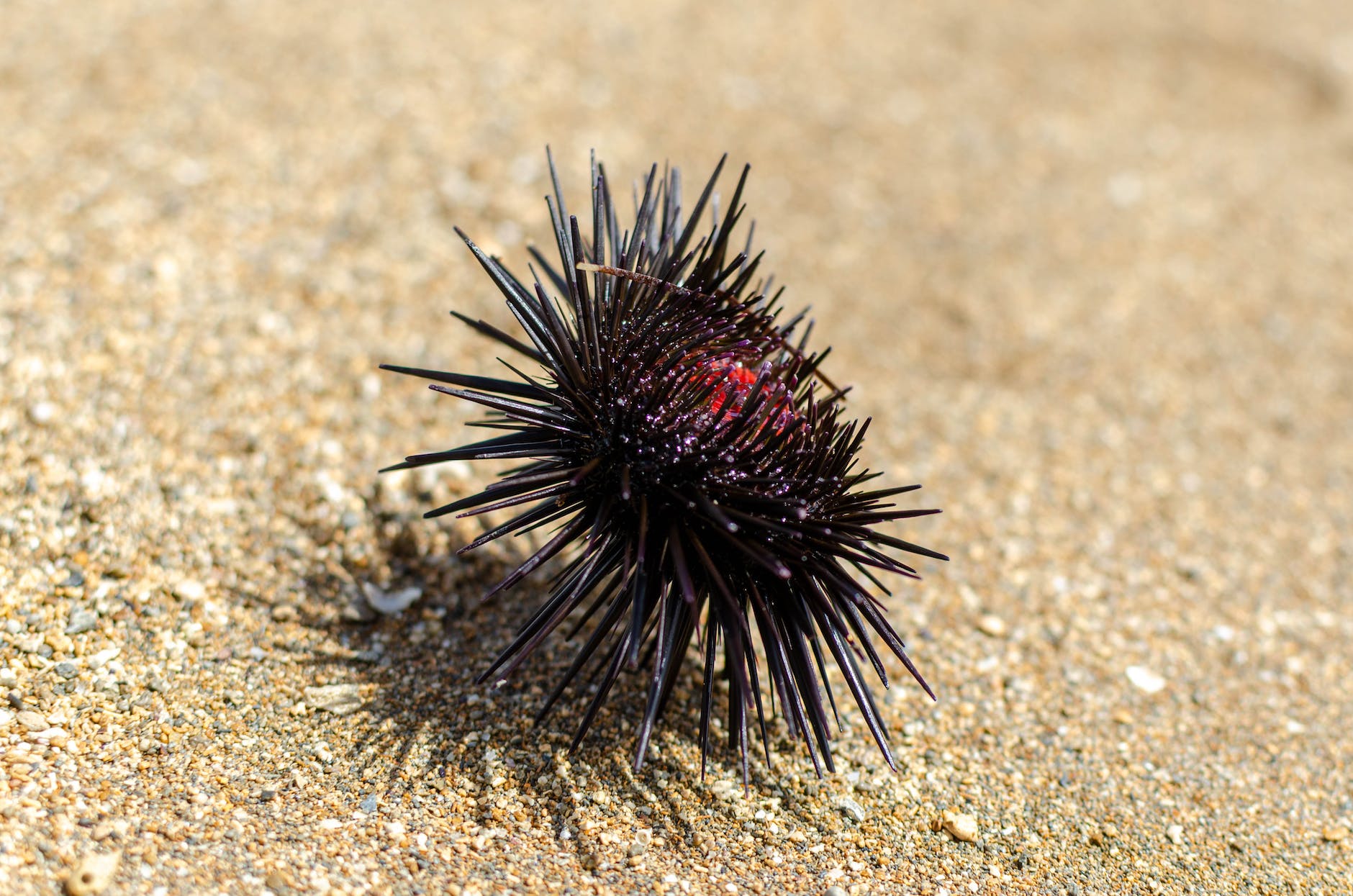 close up of sea urchin