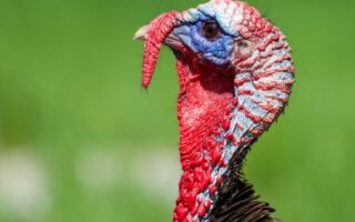 close up of a turkey on the background of green grass