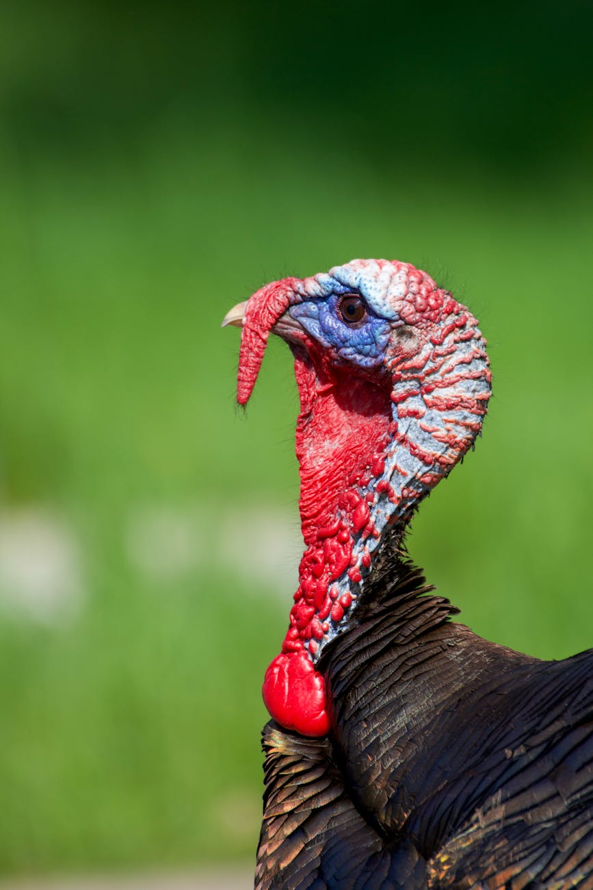 close up of a turkey on the background of green grass