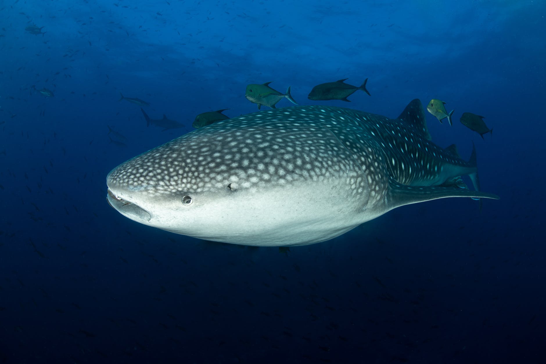 whale shark swimming with small fishes