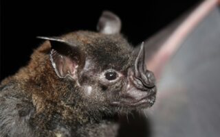 a close up shot of a murcielago bat