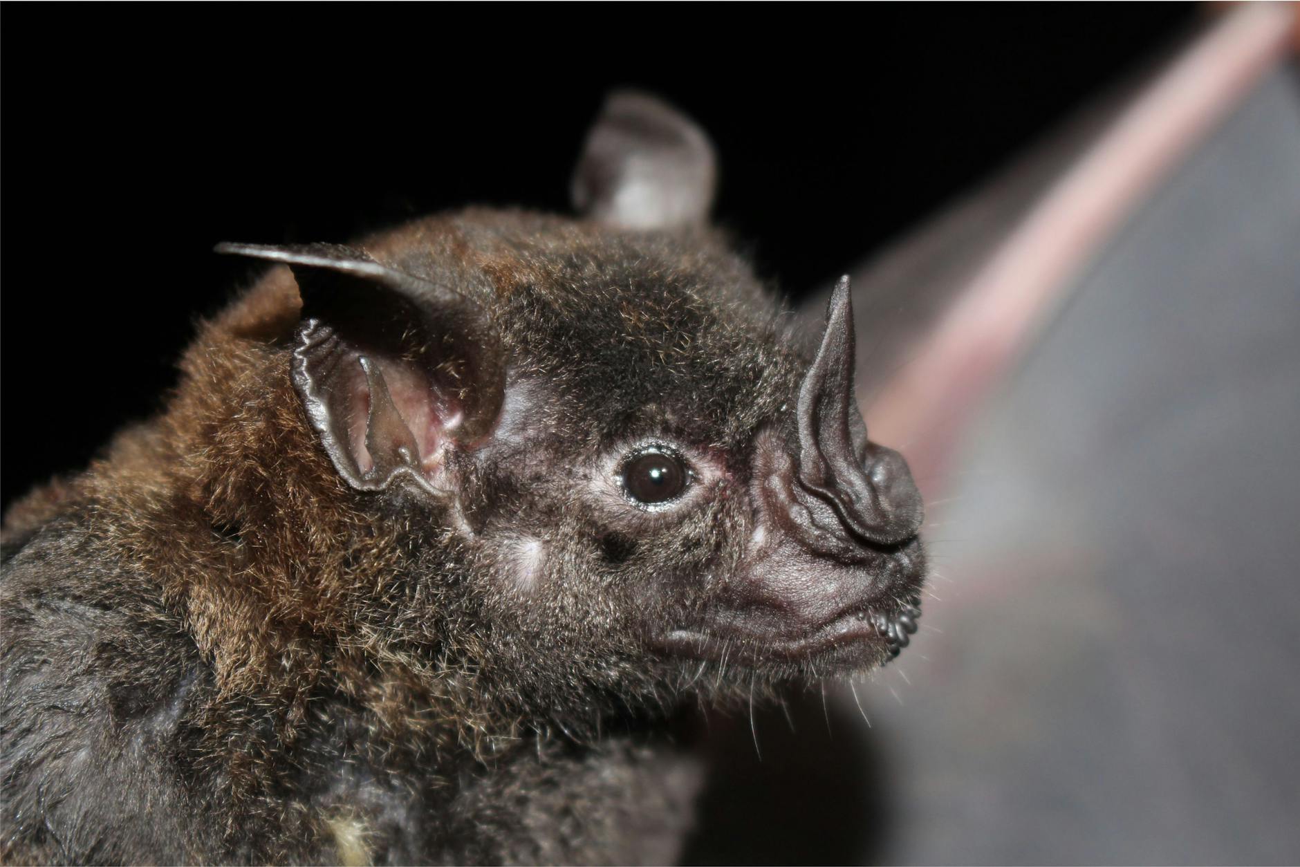 a close up shot of a murcielago bat