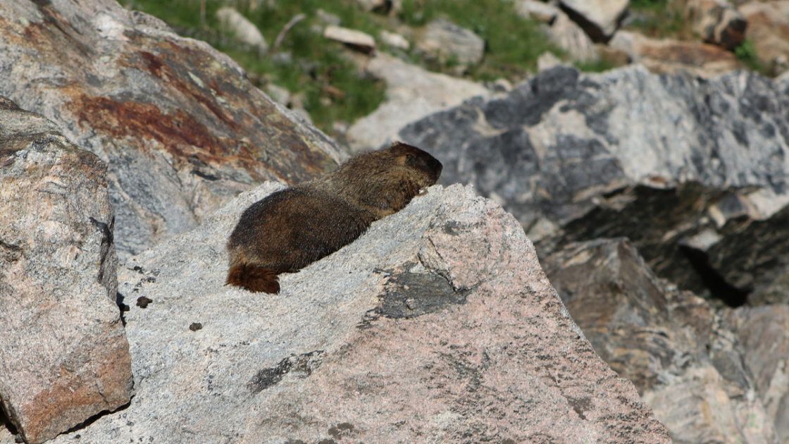 Image of a marmot resting on a rock