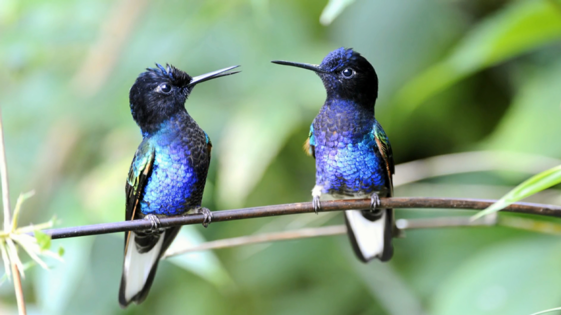 Hummingbirds sitting on a branch