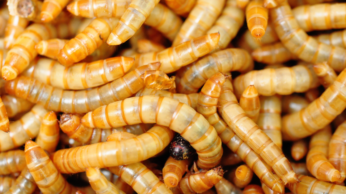 image of lots and lots of mealworms