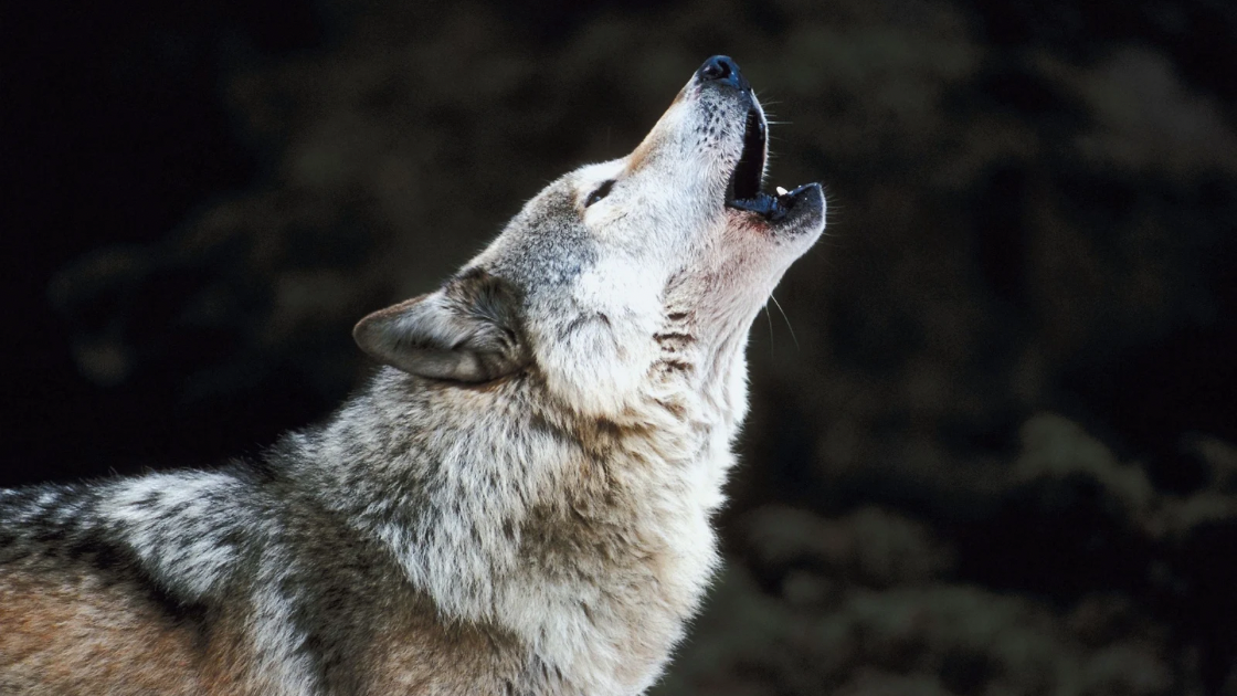 A wolf howling