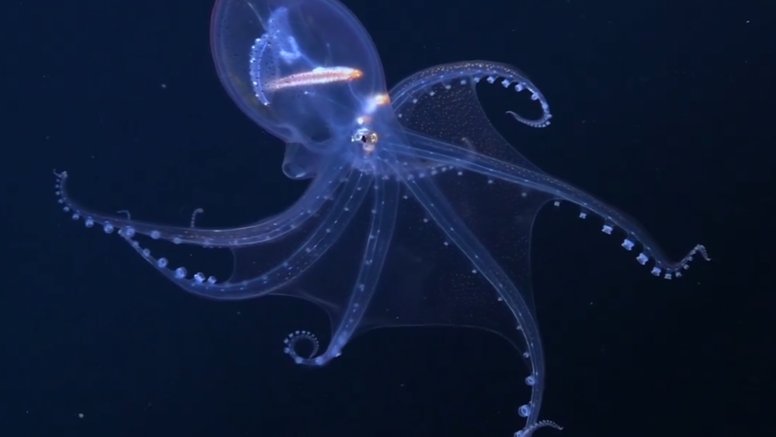 Image of a glass octopus