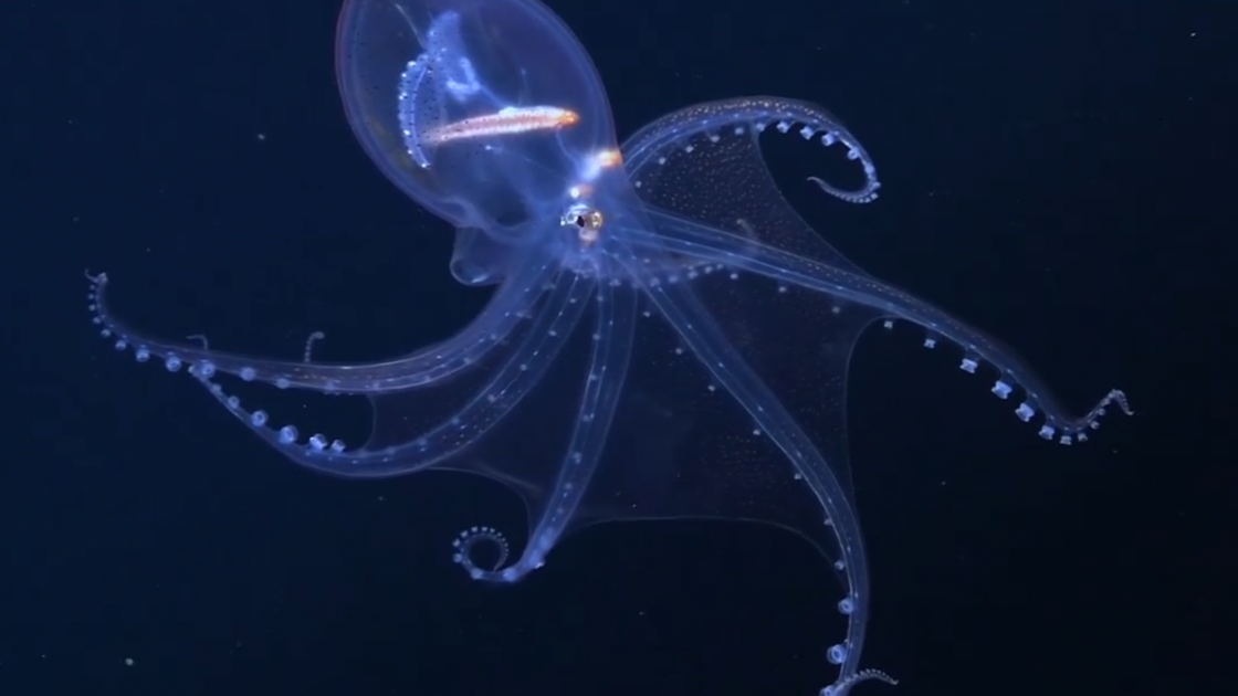 Glass Octopuses Switch Between Transparency And Pigmentation For ...